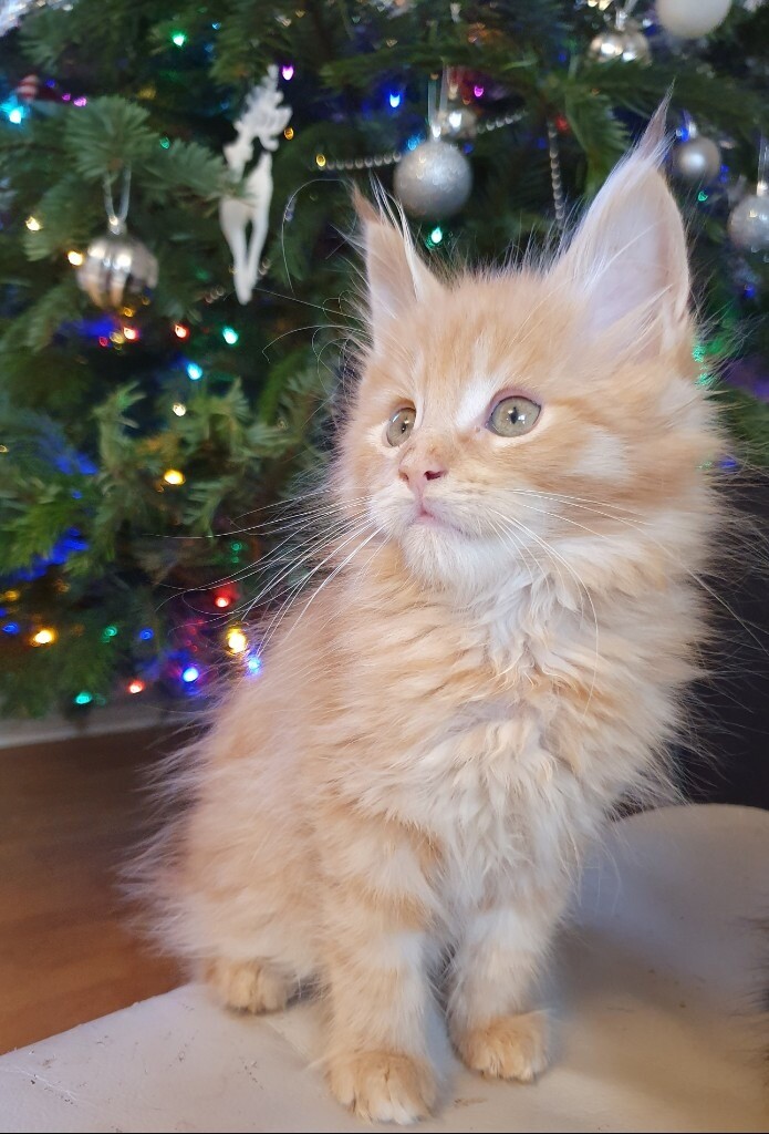 kittens for sale near me gumtree